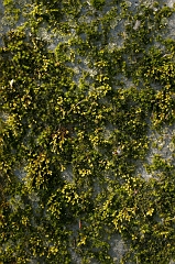 Moss 4